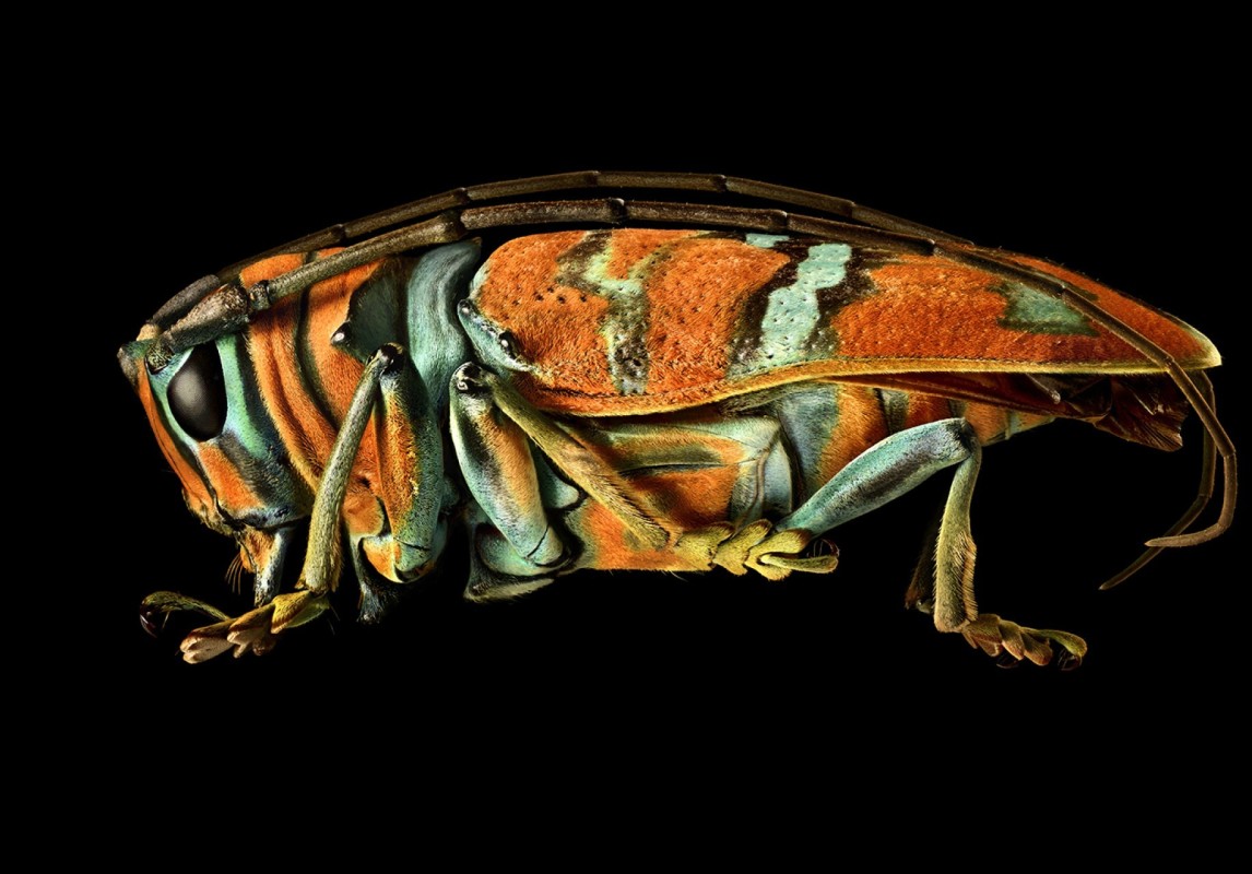 MICROSCULPTURE: Levon Biss – Muotokuvia hyönteisistä
